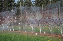 Dispositif d’aspersion sur abricotiers pour favoriser les symptômes de monilia sur fleur